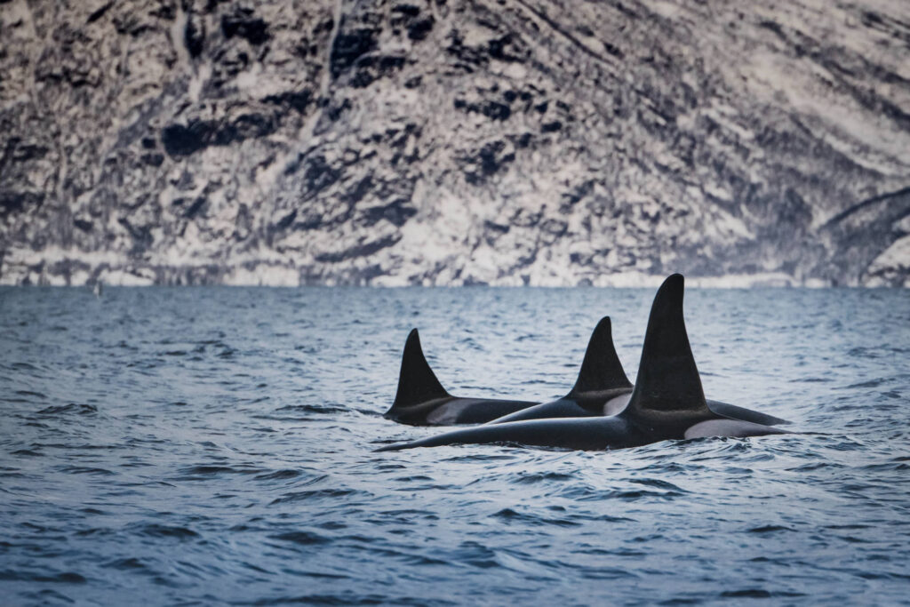 Zeilvakantie in Noorwegen en Spitsbergen met de Noorderlicht