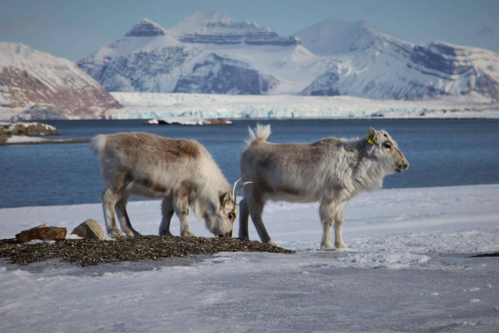 Zeilvakantie in Noorwegen en Spitsbergen met de Noorderlicht